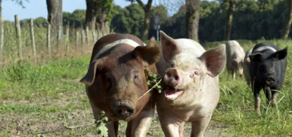 Stikstofcrisis dwingt tot keuzes - varkens